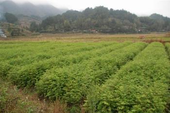 湖南树苗木基地大量提供香樟树苗