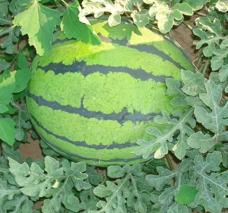 河南西瓜|河南开封西瓜|开封西瓜