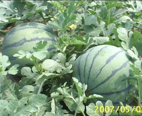 河南开封西瓜大的的交易市场