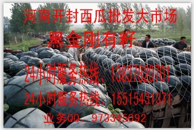 河南西瓜怎么样、河南西瓜已上市、河南大的的西瓜交易市场