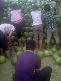 西瓜产地价格（开封通许西瓜)开封通许西瓜价格