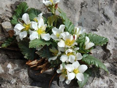 太行花 | 蔷薇科