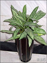 银皇后-深圳花木租赁